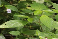 Asystasia crispata